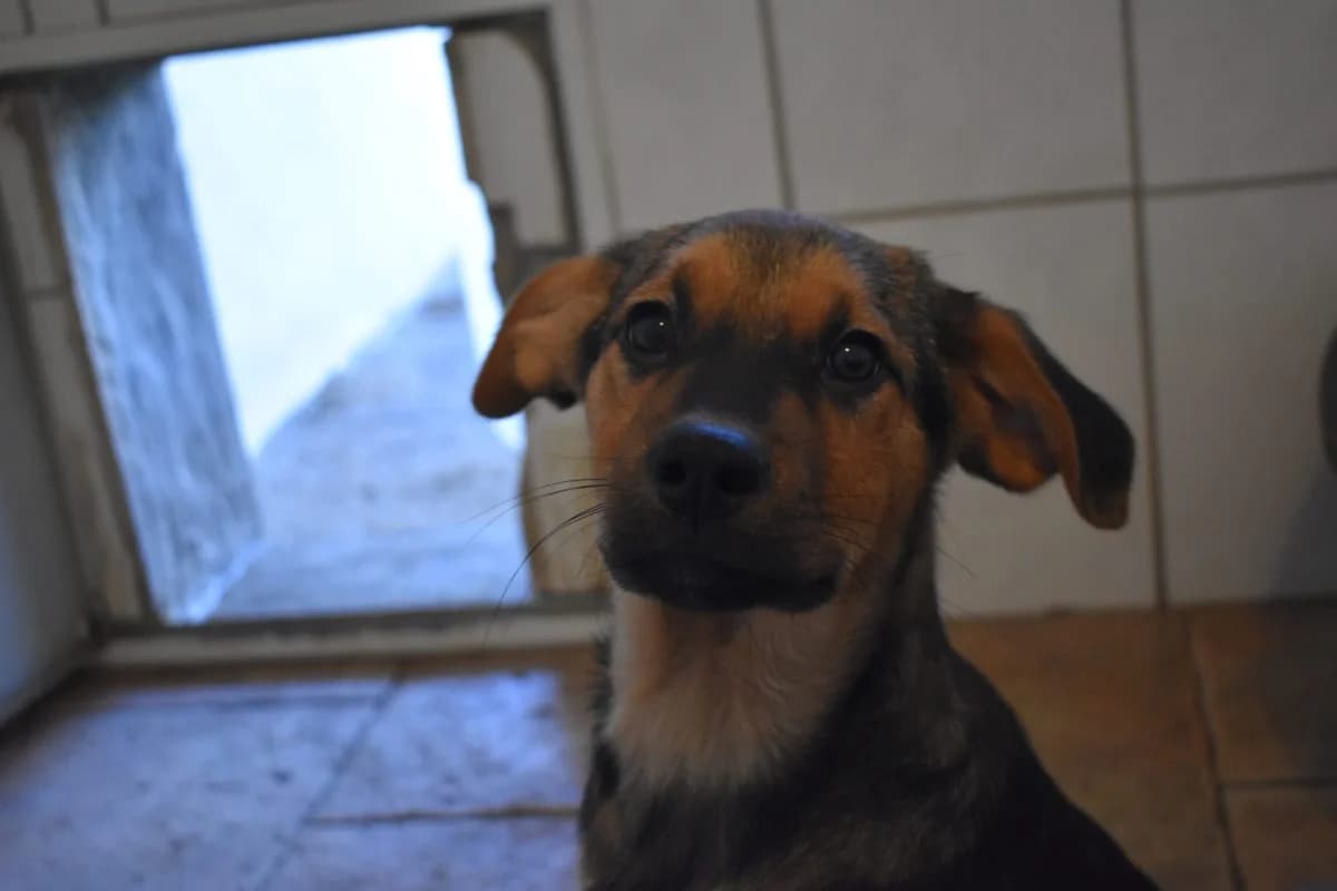 Nugget, male Mixed Breed for adoption at Tierheim Laage — photo 3 of 4