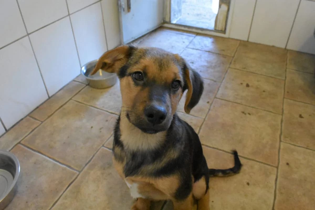 Nugget, male Mixed Breed for adoption at Tierheim Laage — photo 4 of 4