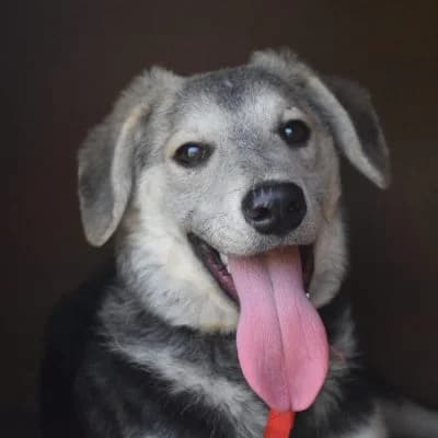 Oggy, male puppy Mixed Breed for adoption at Tierheim Laage