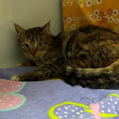 Petra, female Mixed Breed for adoption at Tierheim Laage