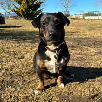 Rocky, male young Dachshund for adoption at Tierheim Laage