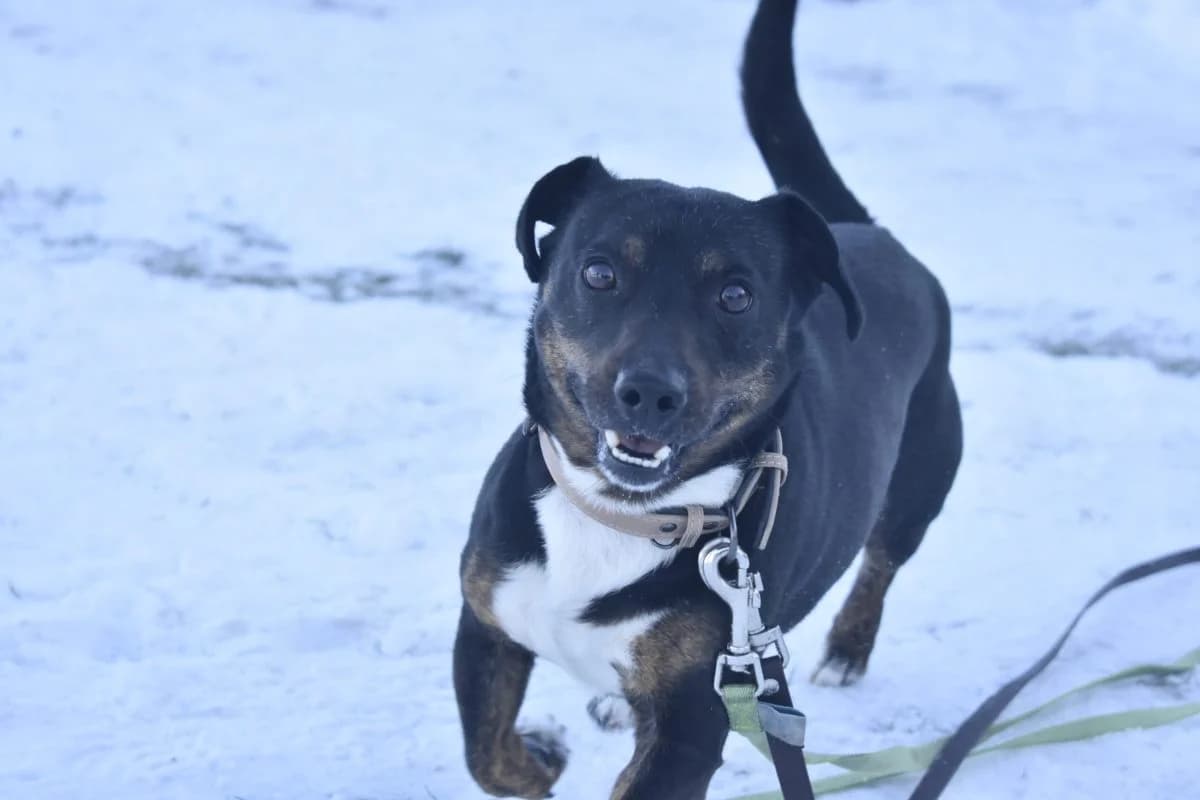 Rocky, male Dachshund for adoption at Tierheim Laage — photo 2 of 12