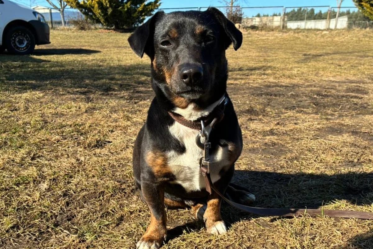 Rocky, male Dachshund for adoption at Tierheim Laage — photo 3 of 12