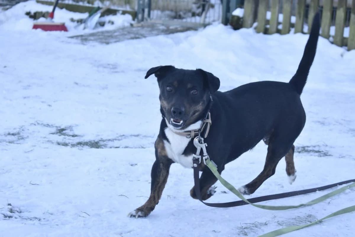 Rocky, male Dachshund for adoption at Tierheim Laage — photo 4 of 12