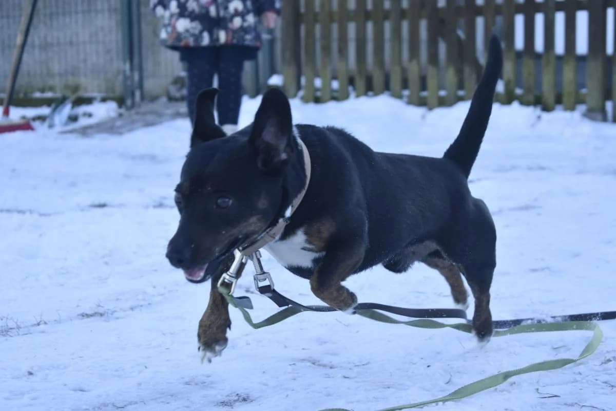 Rocky, male Dachshund for adoption at Tierheim Laage — photo 6 of 12