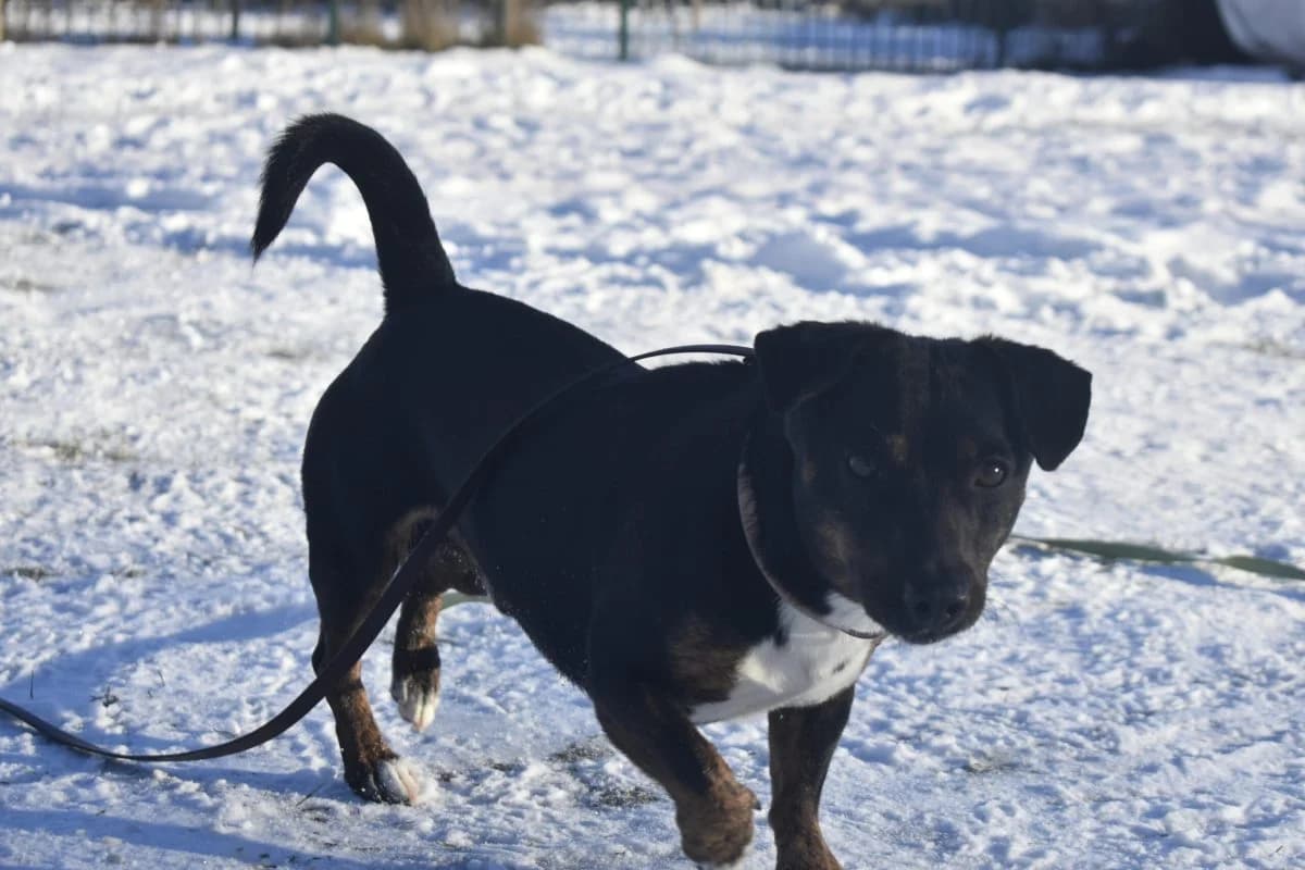 Rocky, male Dachshund for adoption at Tierheim Laage — photo 7 of 12