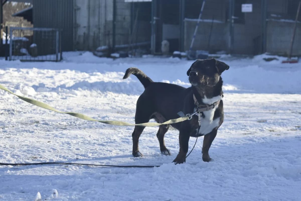 Rocky, male Dachshund for adoption at Tierheim Laage — photo 8 of 12