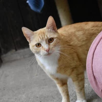 Rosi, female Mixed Breed for adoption at Tierheim Laage