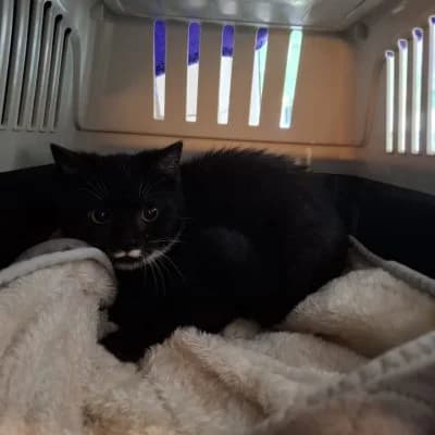 Tipsy, female Mixed Breed for adoption at Tierheim Laage