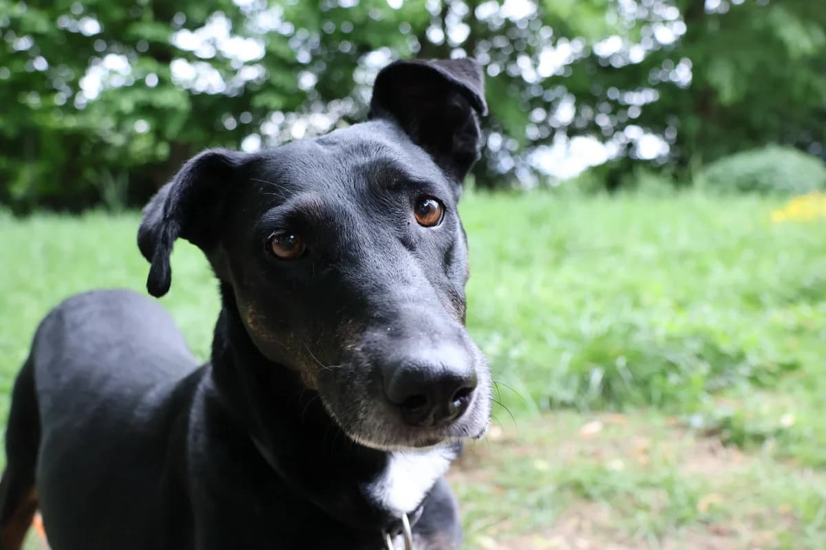 Luna ***Hat Interessenten***, female senior Mixed Breed for adoption at Tierheim Lahr, Lahr