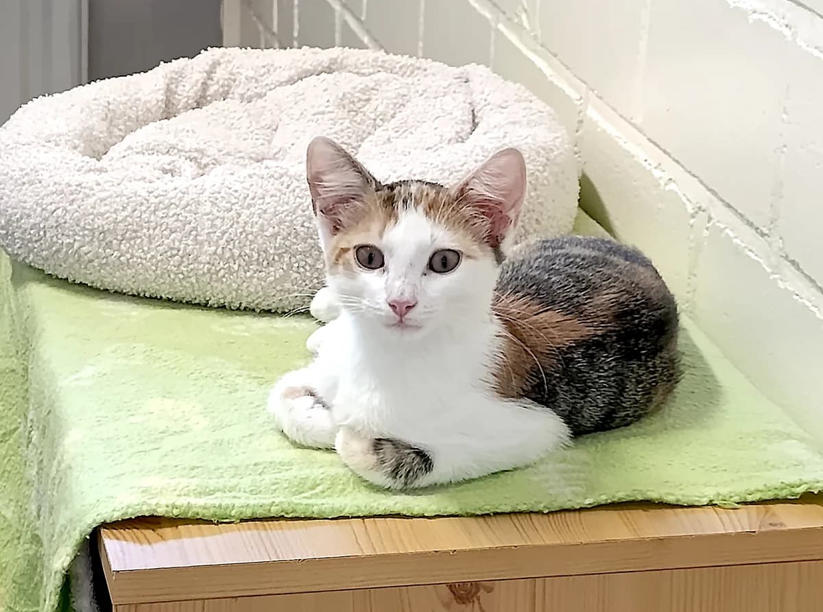 Penny, female puppy Mixed Breed for adoption at Tierheim Lahr, Lahr