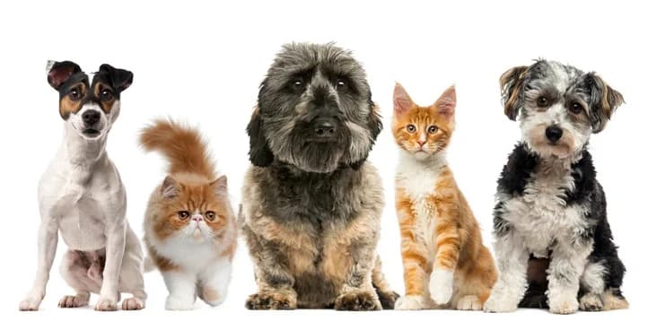 Willkommen auf unserer Homepage,  Mixed Breed for adoption at Tierheim Landshut, Landshut