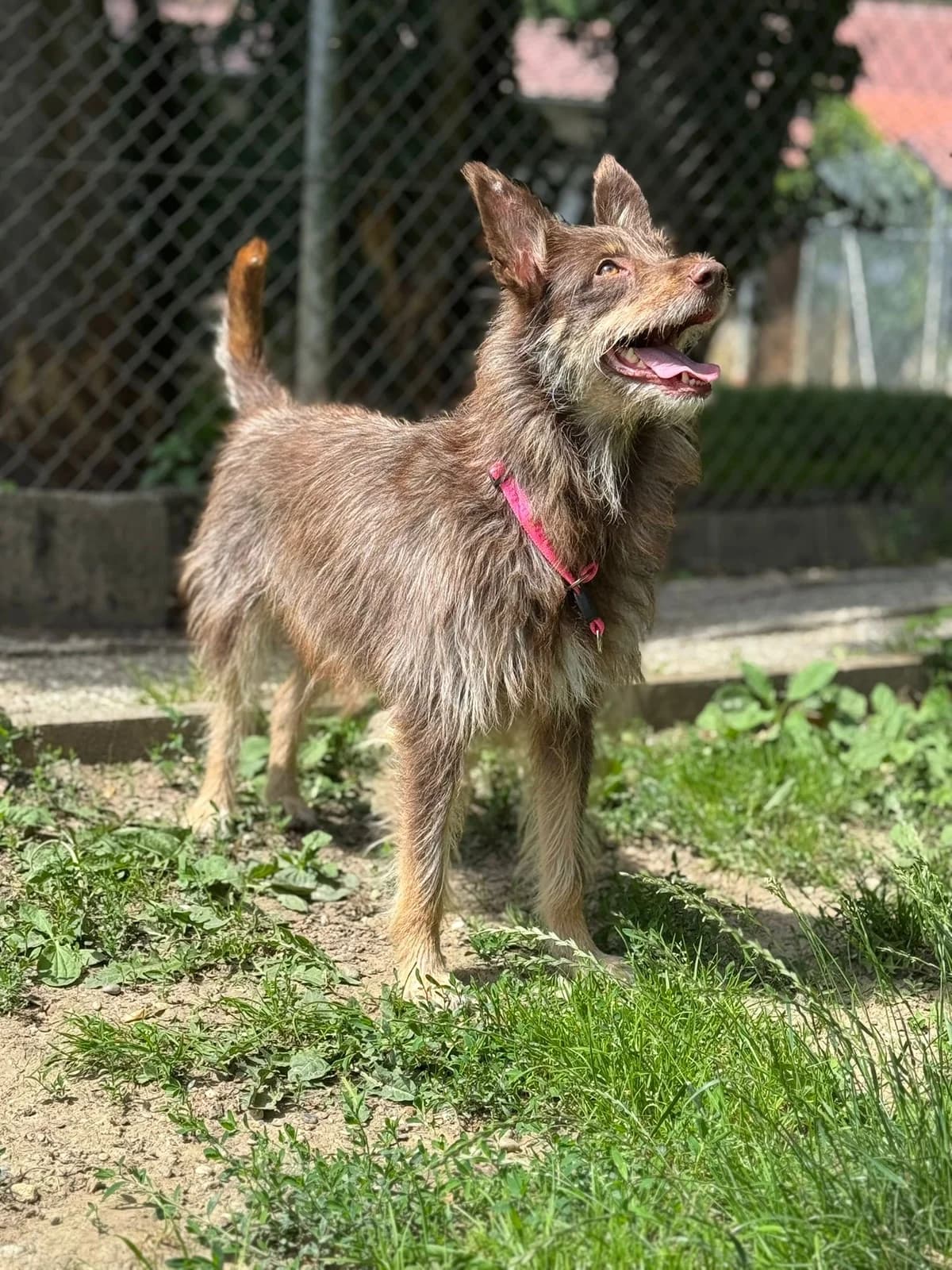Becky, female senior mixed breed for adoption at Tierheim Landshut, Landshut