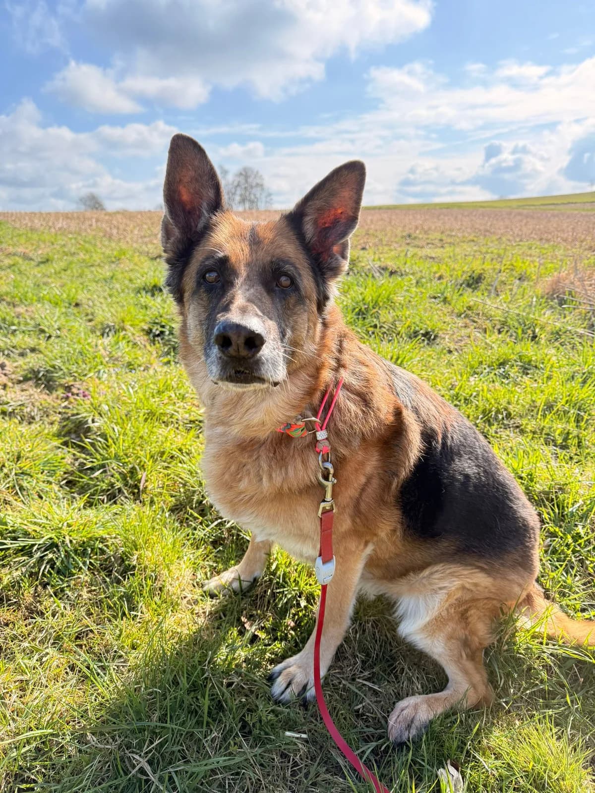 Daisy,  senior Mixed Breed for adoption at Tierheim Landshut, Landshut