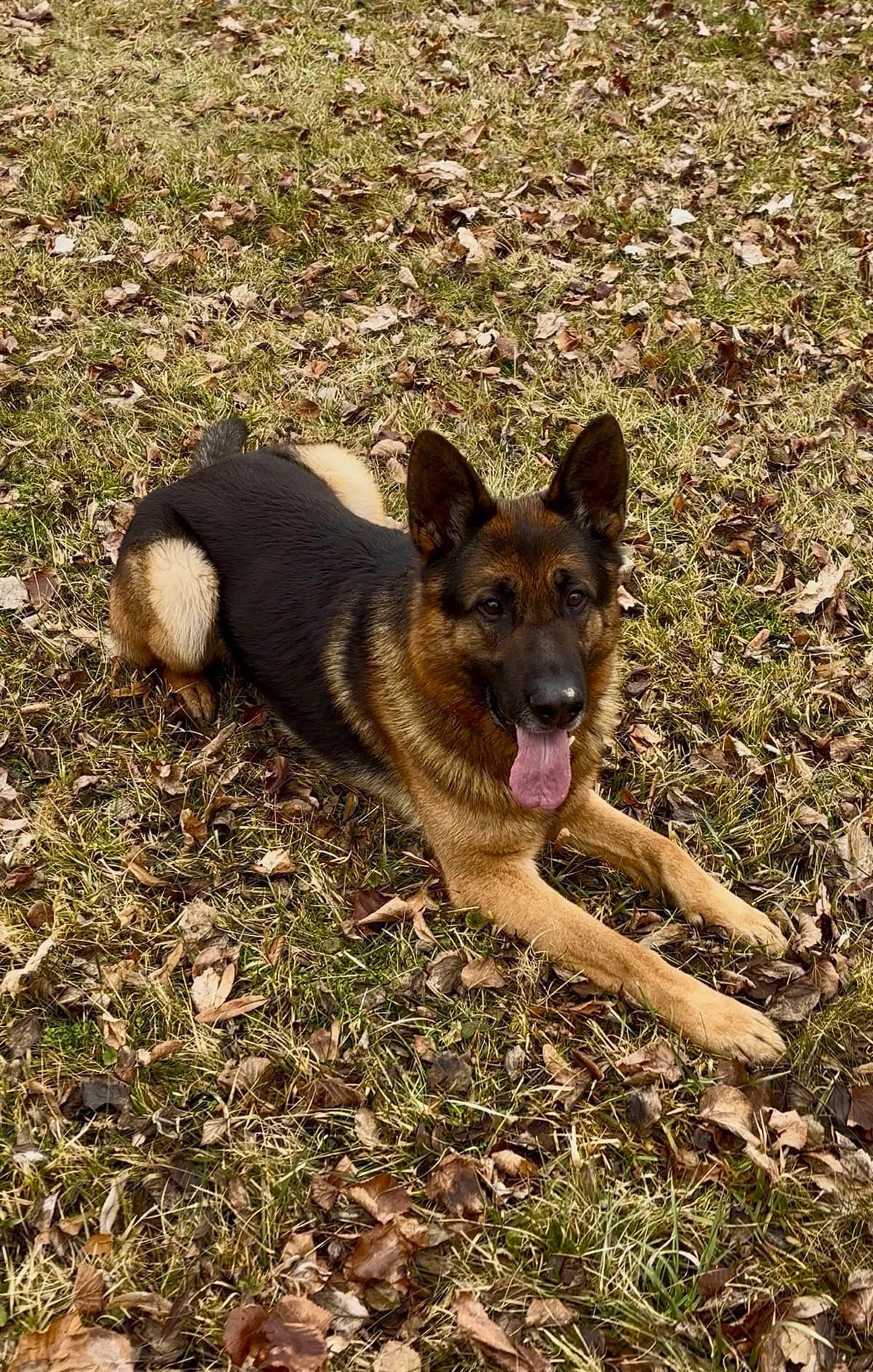 Diego, male German Shepherd for adoption at Tierheim Landshut, Landshut