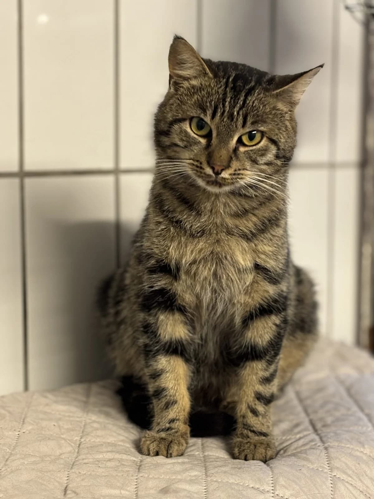 Erwin, male Mixed Breed for adoption at Tierheim Landshut, Landshut