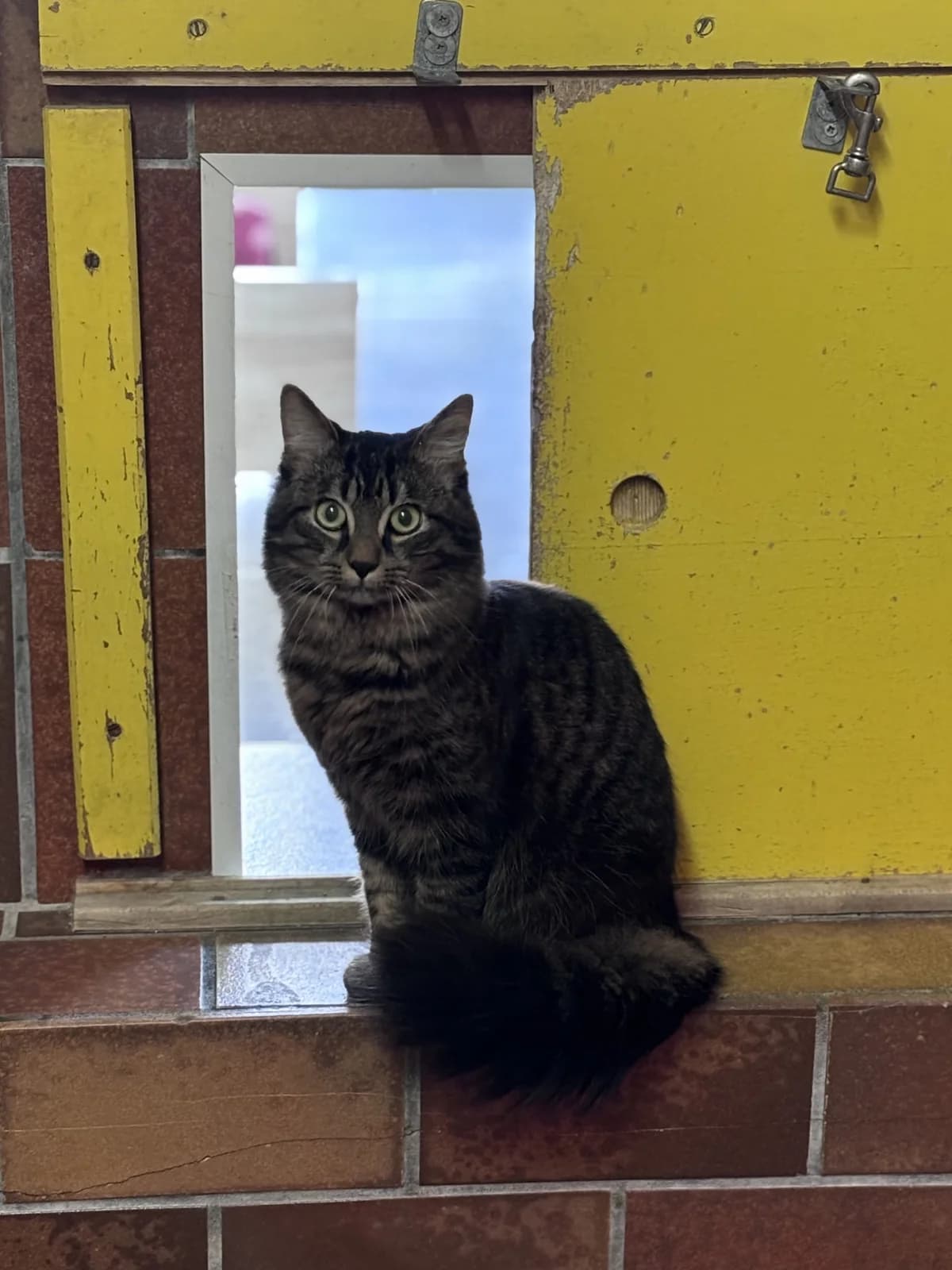 Gandalf,  mixed breed for adoption at Tierheim Landshut, Landshut