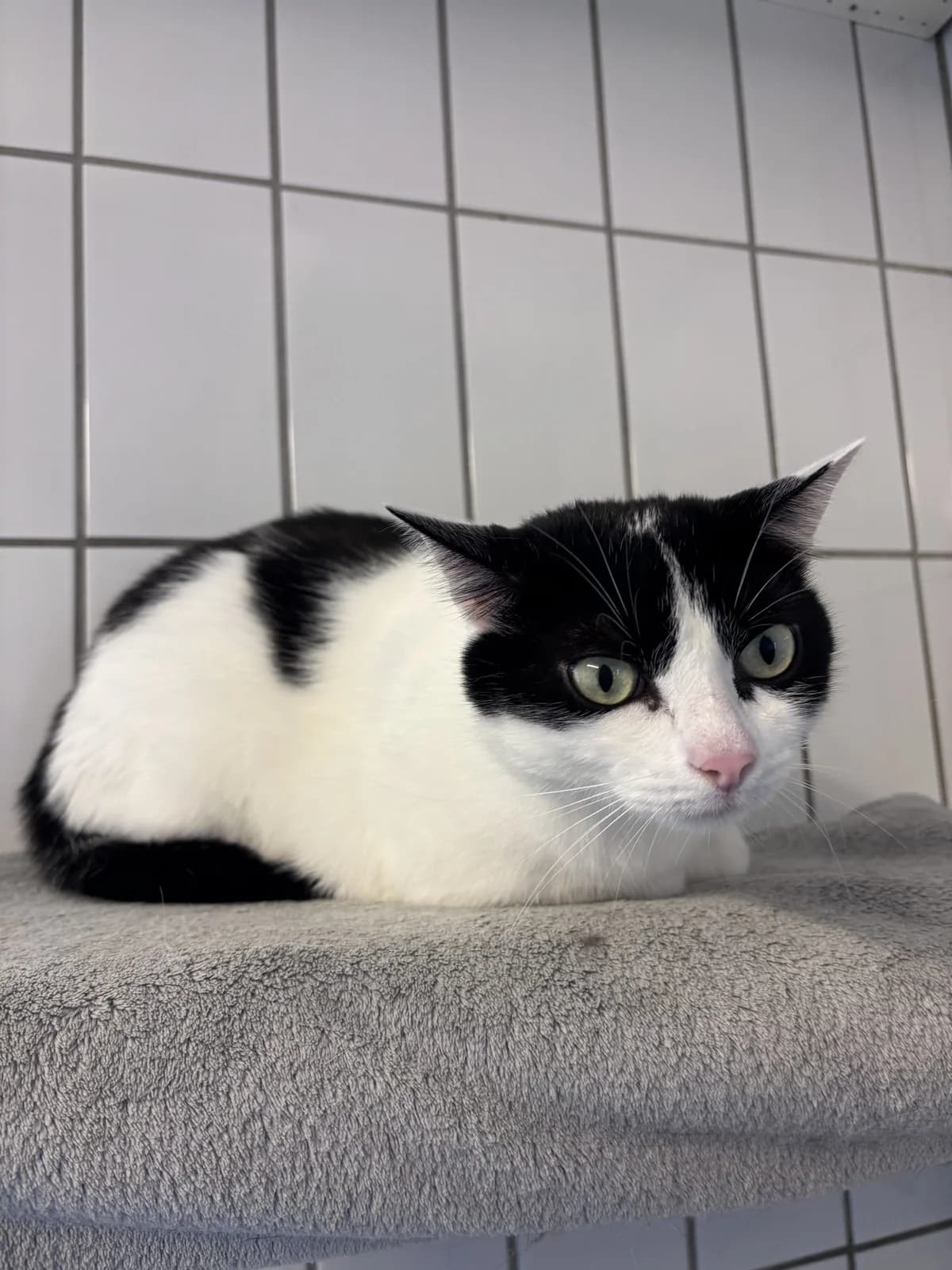 Gismo, male Mixed Breed for adoption at Tierheim Landshut, Landshut