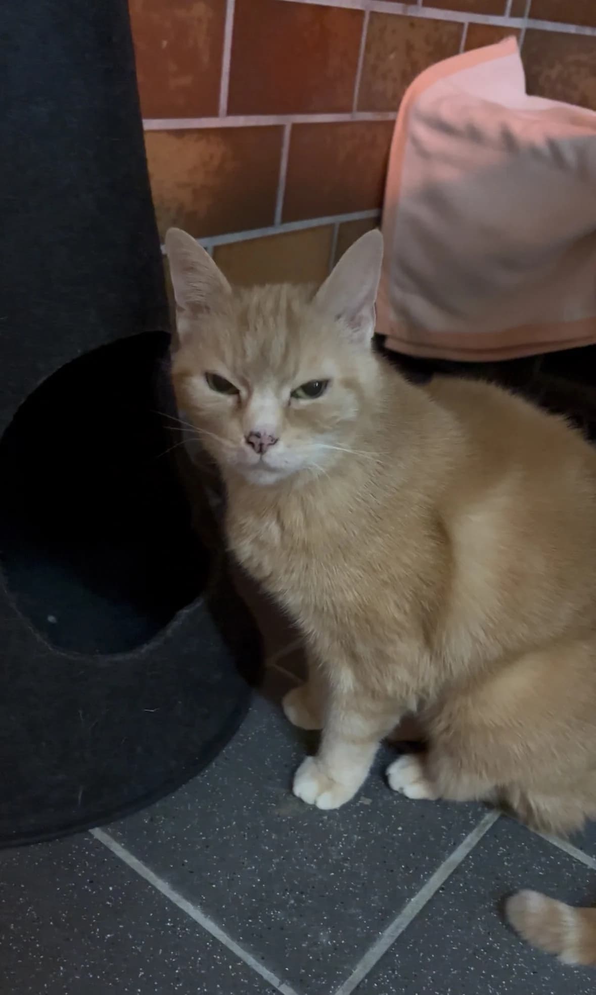 Isa,  Mixed Breed for adoption at Tierheim Landshut, Landshut