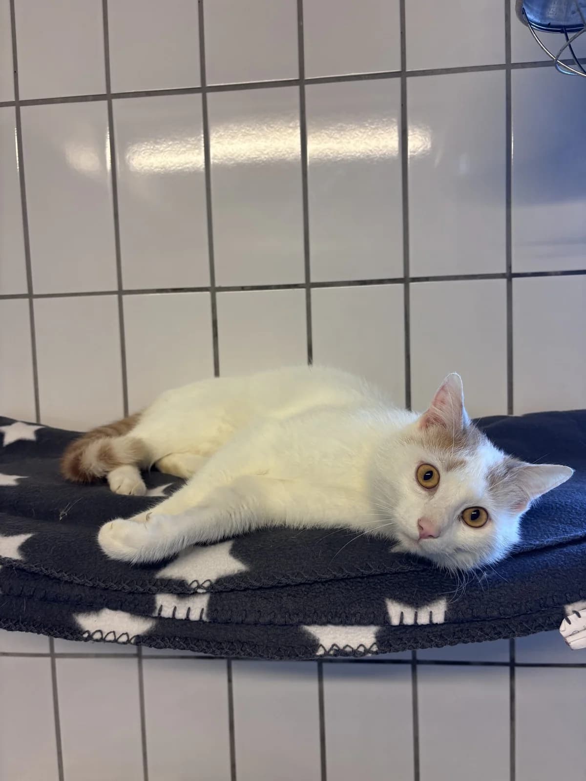 Kevin, male young Mixed Breed for adoption at Tierheim Landshut, Landshut