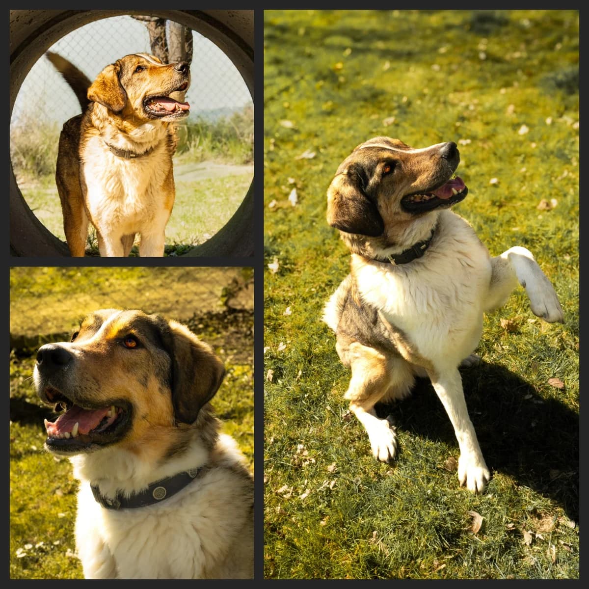 Luna, female Mixed Breed for adoption at Tierheim Landshut, Landshut