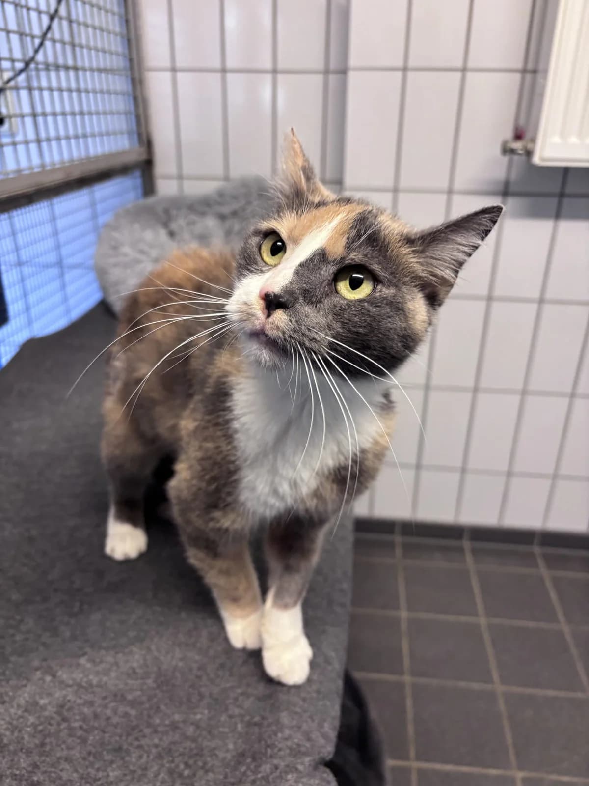 Malia,  senior Mixed Breed for adoption at Tierheim Landshut, Landshut
