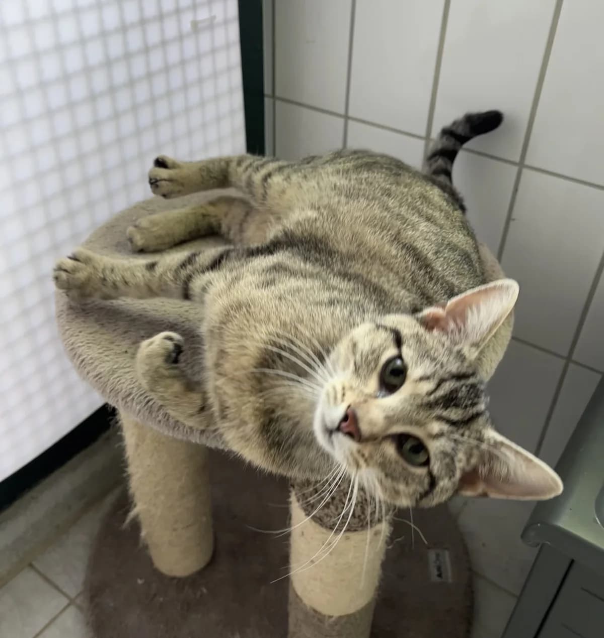 Marlo, Mixed Breed (Tierheim Landshut)