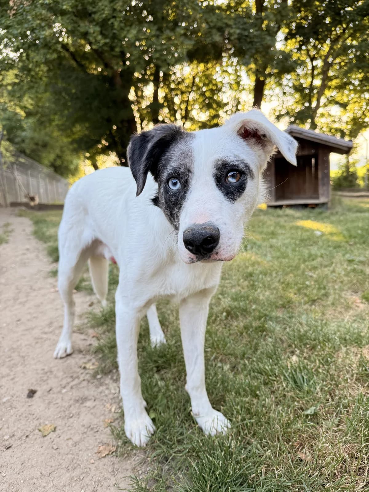 Ninja, male young Mixed Breed for adoption at Tierheim Landshut, Landshut