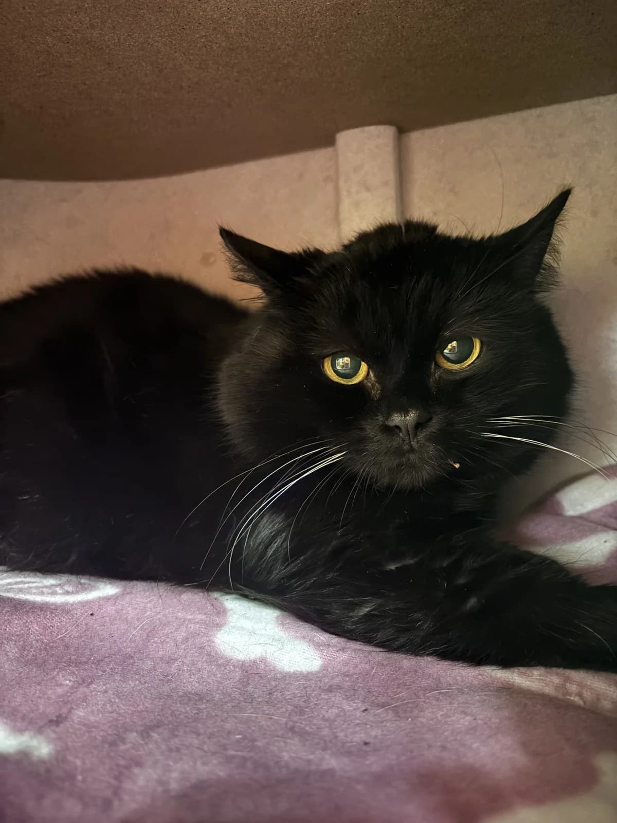 Otto, male senior Mixed Breed for adoption at Tierheim Landshut, Landshut