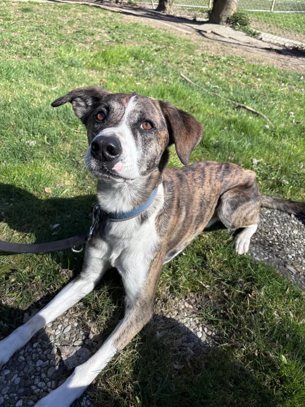 Paul, male mixed breed for adoption at Tierheim Landshut, Landshut