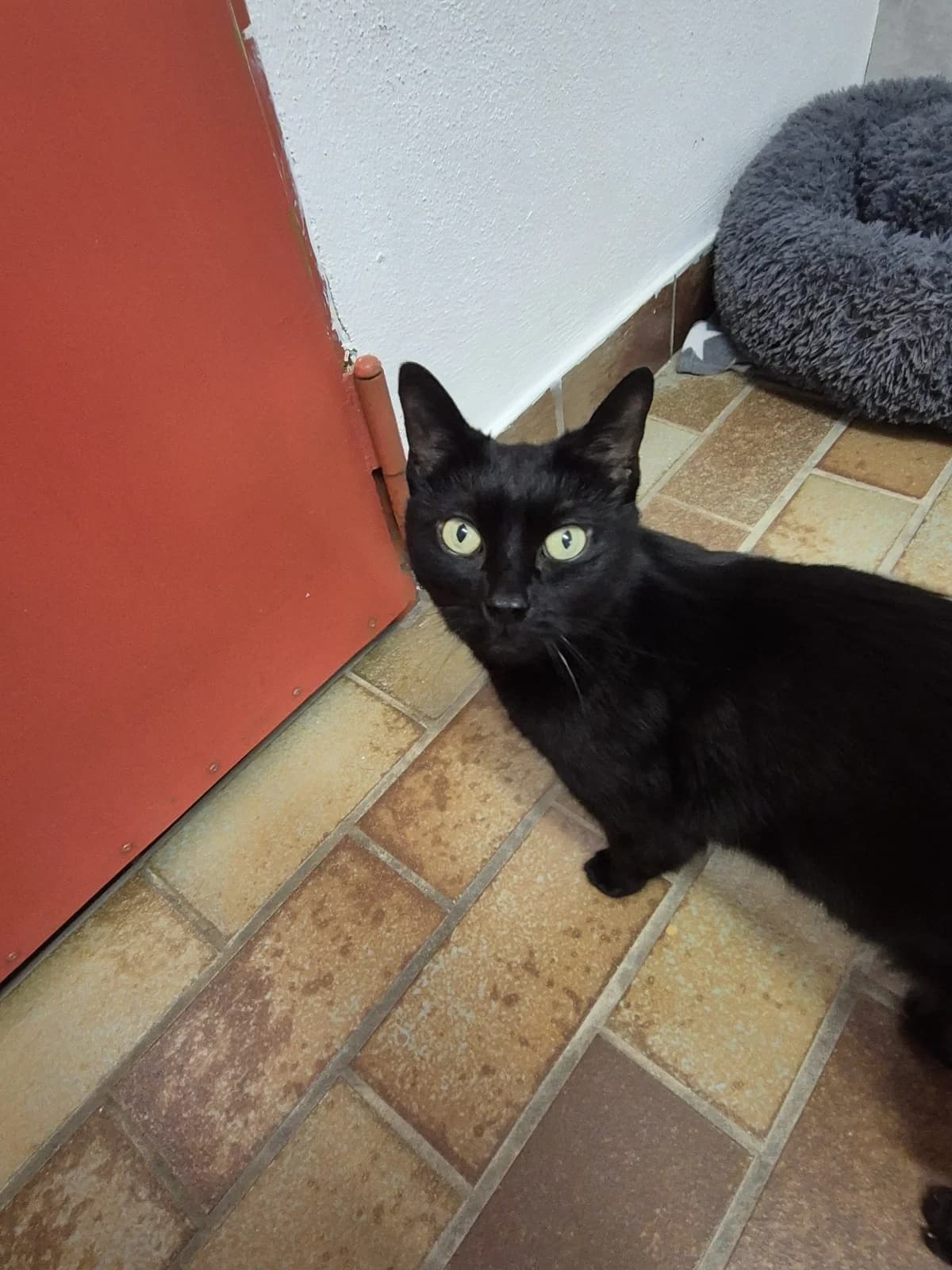 Pucki, male Mixed Breed for adoption at Tierheim Landshut, Landshut