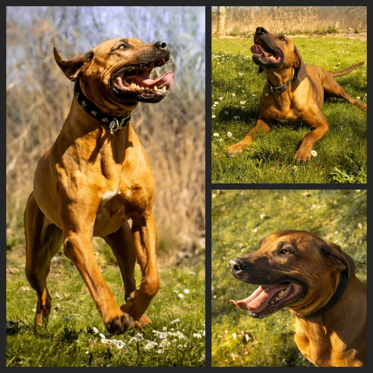 Sissi, female senior Rhodesian Ridgeback for adoption at Tierheim Landshut, Landshut
