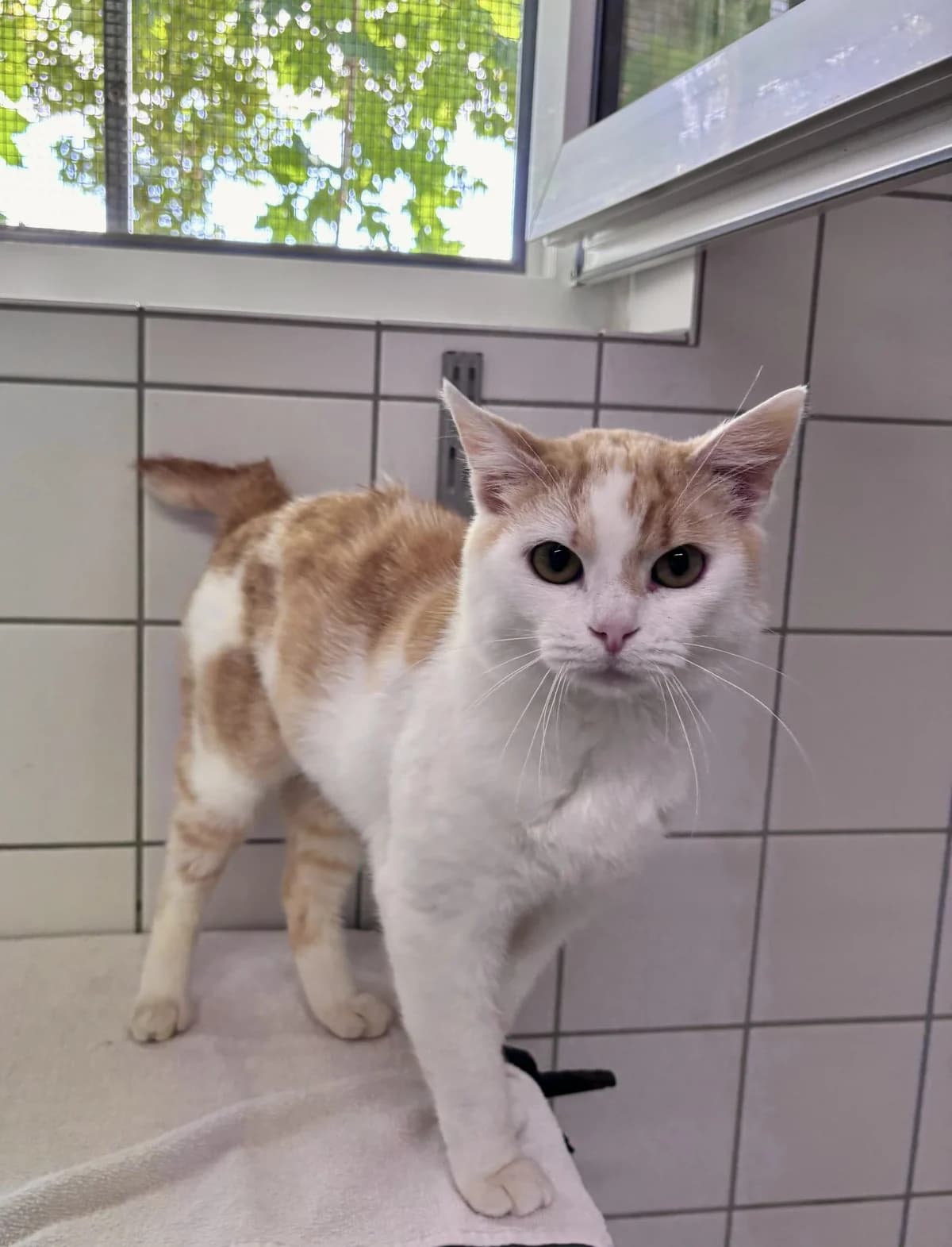 Spencer, male senior Mixed Breed for adoption at Tierheim Landshut, Landshut