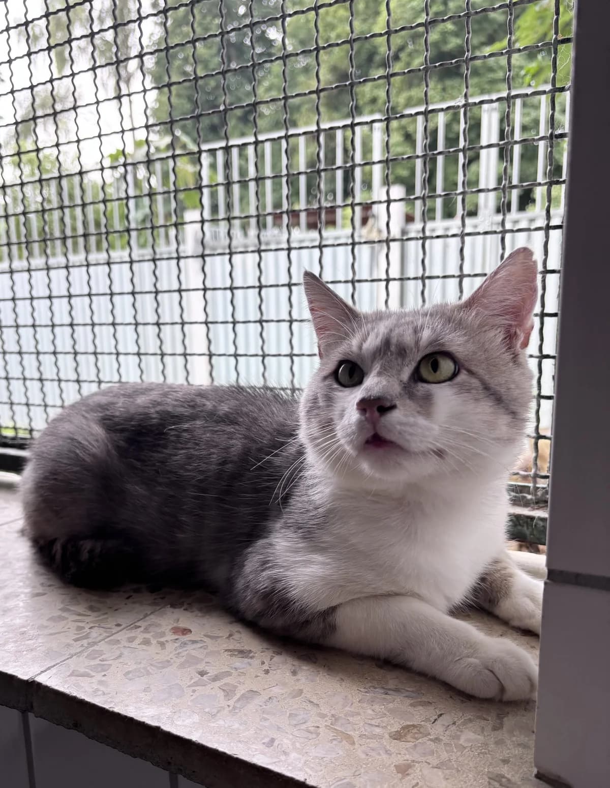 Tyler, male Mixed Breed for adoption at Tierheim Landshut, Landshut