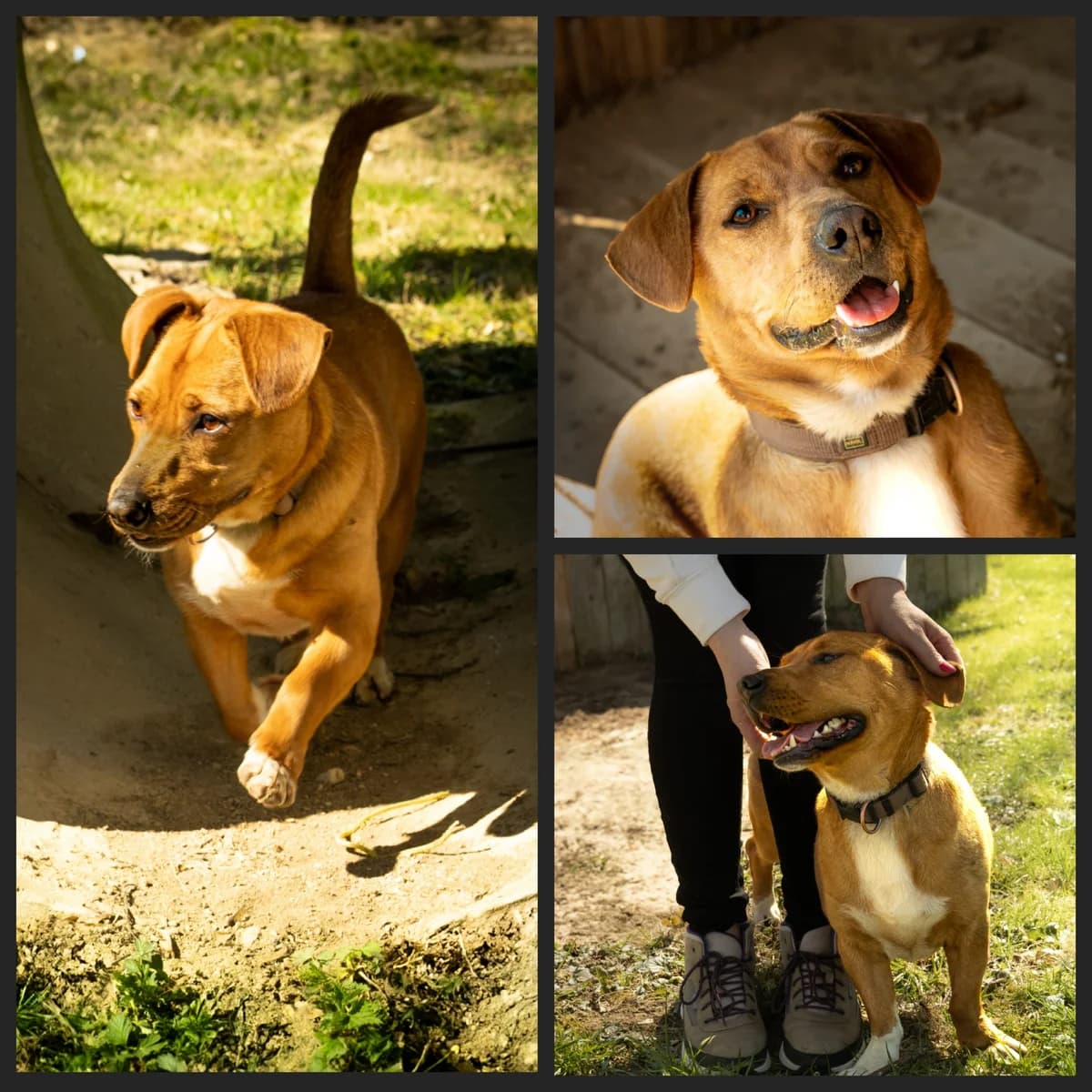 Tyson, male 3yo Mixed Breed for adoption at Tierheim Landshut, Landshut