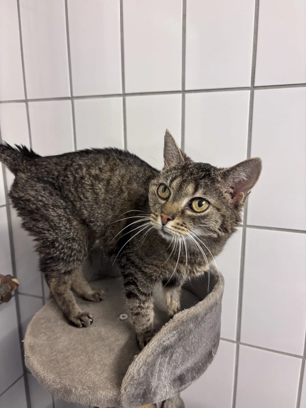 Wilma,  senior Mixed Breed for adoption at Tierheim Landshut, Landshut