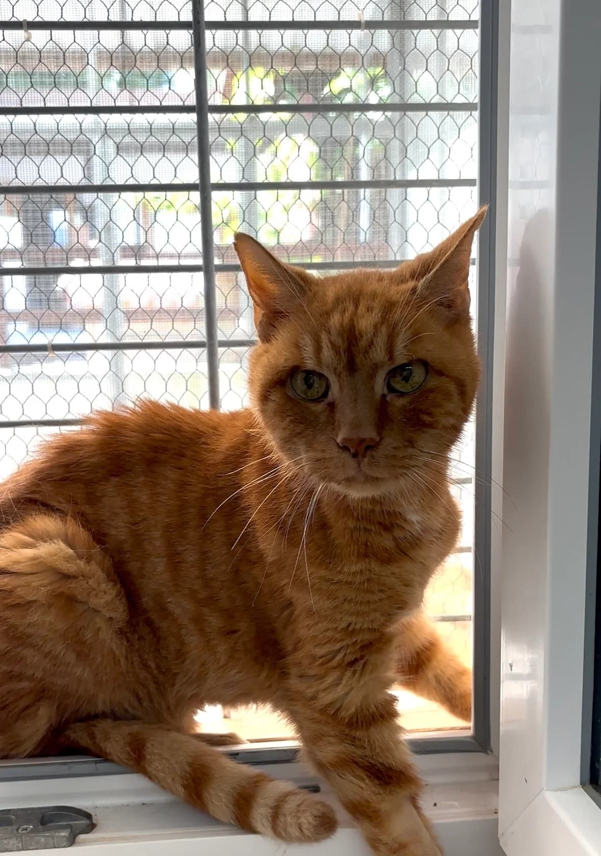Wolfgang, male senior Mixed Breed for adoption at Tierheim Landshut, Landshut