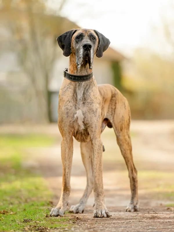 Aiko, male 5yo mixed breed for adoption at Tierheim Leipzig, Leipzig
