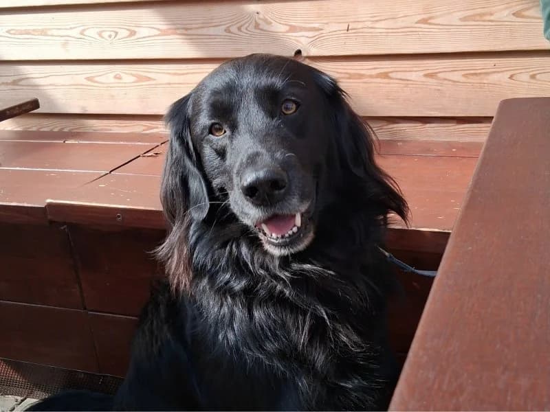 Tierheim Leipzig, male Labrador Retriever for adoption at Tierheim Leipzig, Leipzig — photo 2 of 2