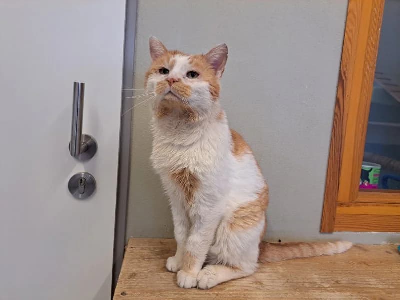 Degenhardt, male senior Mixed Breed Cat for adoption at Tierheim Leipzig, Leipzig