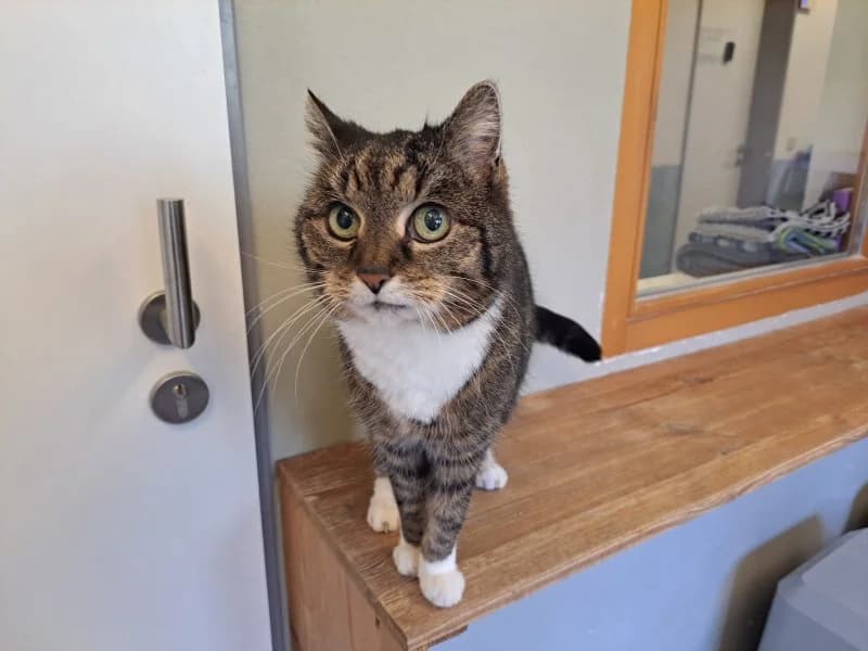 Vaiana, female senior Mixed Breed Cat for adoption at Tierheim Leipzig, Leipzig