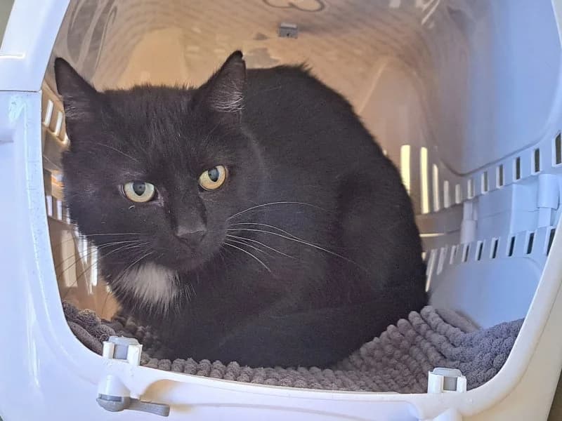 Hermann Josef, male Mixed Breed Cat for adoption at Tierheim Leipzig, Leipzig