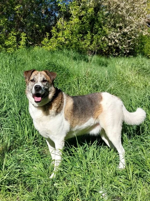 Toby, male 5yo Mixed Breed for adoption at Tierheim Leipzig, Leipzig