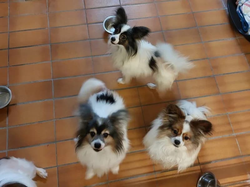verschiedene Kleinhunde, male puppy Papillon for adoption at Tierheim Leipzig, Leipzig