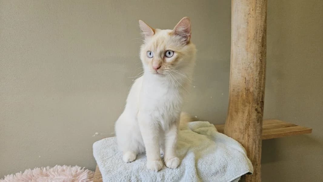 Bonifatius, male young Mixed Breed Cat for adoption at Tierheim Leipzig, Leipzig