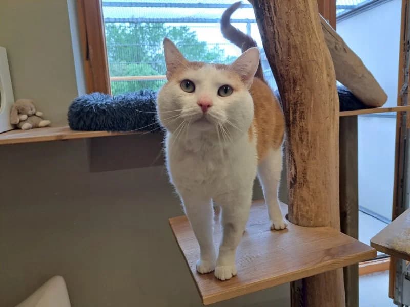 Ulrich Purzelmann, male senior Mixed Breed Cat for adoption at Tierheim Leipzig, Leipzig