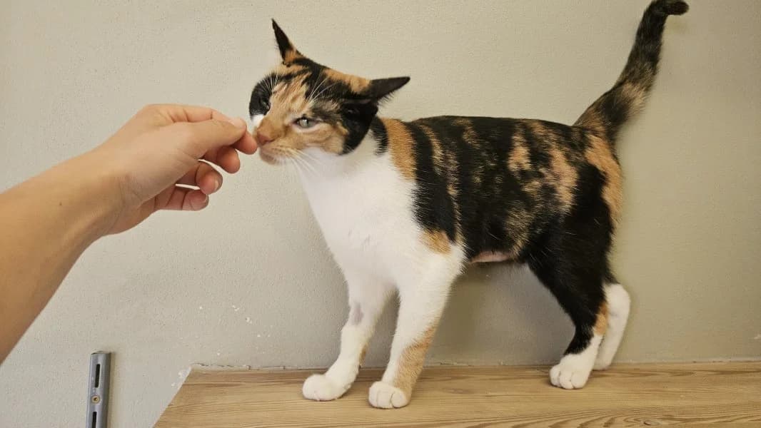 Ilse, female young Mixed Breed Cat for adoption at Tierheim Leipzig, Leipzig