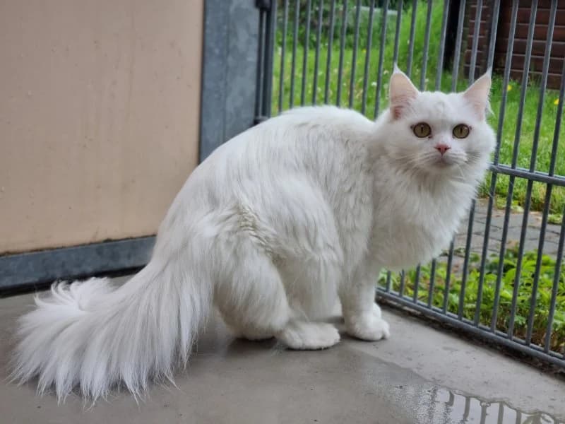 Lidwina, female 5yo mixed breed for adoption at Tierheim Leipzig, Leipzig