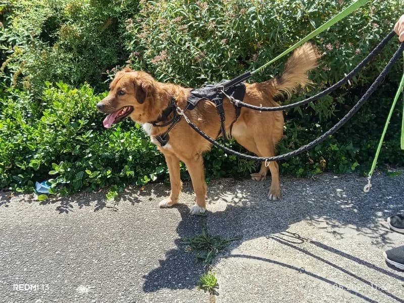 Privatvermittlung Dobby, male 4yo Labrador Retriever for adoption at Tierheim Leipzig, Leipzig