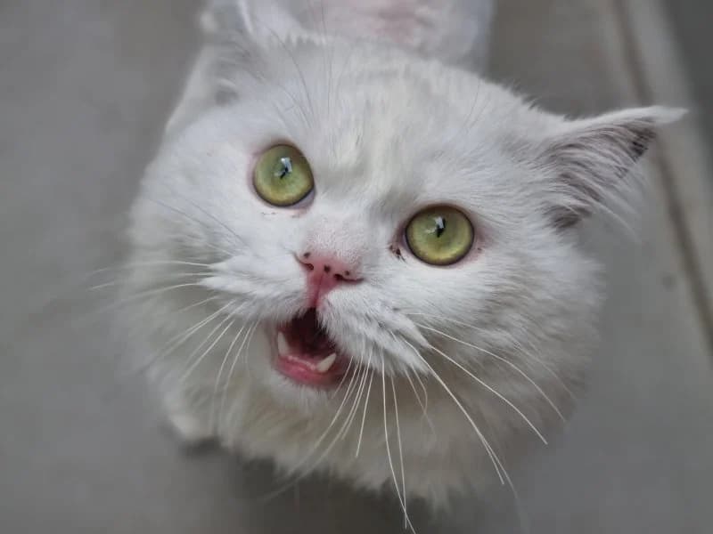 Ottokar, male young Persian for adoption at Tierheim Leipzig, Leipzig